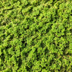 Azolla